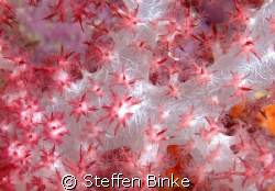 soft coral by Steffen Binke 